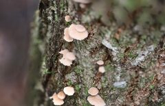 Marasmiellus affixus