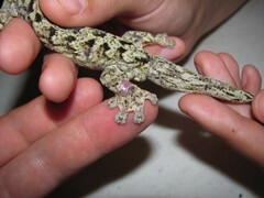 Thecadactylus rapicauda