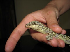 Thecadactylus rapicauda