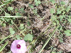 Ipomoea cordatotriloba
