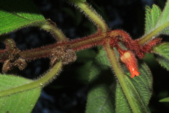 Besleria tuberculata