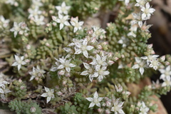 Sedum potosinum