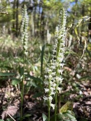 Spiranthes odorata