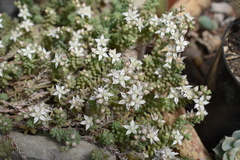 Sedum potosinum