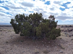 Juniperus monosperma