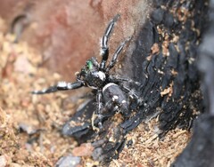 Phidippus regius