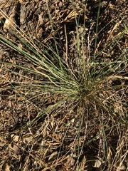 Festuca californica