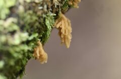 Arcyria obvelata