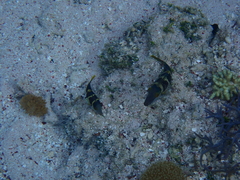Canthigaster valentini