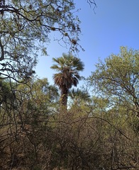 Trithrinax campestris