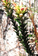Epacris obtusifolia