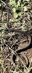 Thamnophis saurita