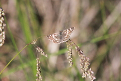 Burnsius orcynoides
