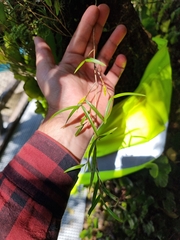 Dendrobium cunninghamii