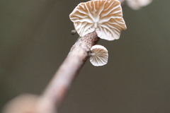 Marasmiellus affixus