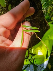 Dendrobium cunninghamii