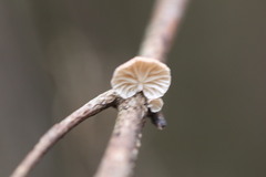 Marasmiellus affixus