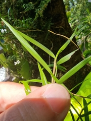 Dendrobium cunninghamii