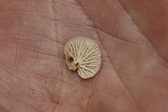 Marasmiellus affixus