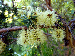 Melaleuca incana