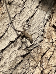 Sceloporus occidentalis