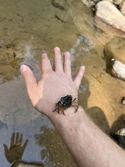 Longpotamon chekiangense