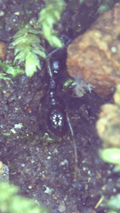 Aphaenogaster fulva