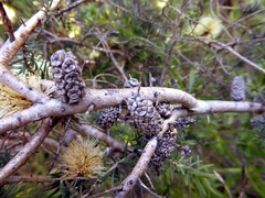 Melaleuca incana