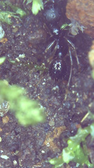 Aphaenogaster fulva