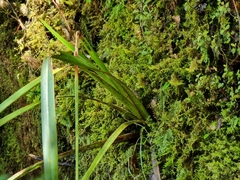 Phormium tenax