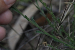 Vittadinia cuneata