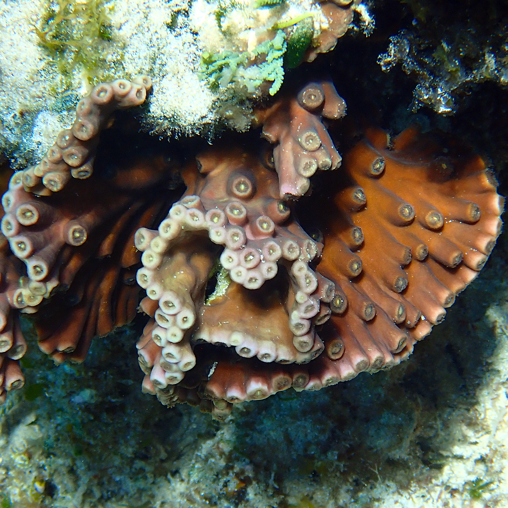 disc coral