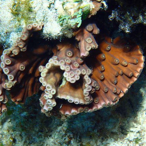 disc coral