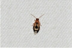 Lebia