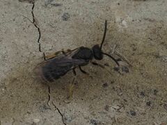 Lasioglossum marginatum
