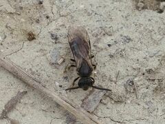 Lasioglossum marginatum