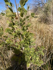 Fraxinus velutina