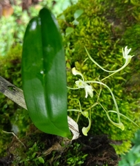 Image of Angraecopsis gracillima