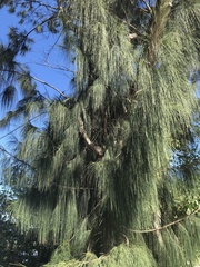 Casuarina equisetifolia