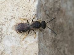 Lasioglossum marginatum