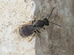 Lasioglossum marginatum