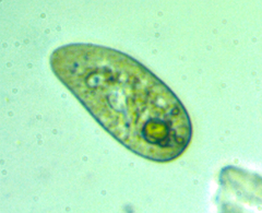 Paramecium