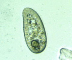 Paramecium
