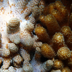 Cladiella