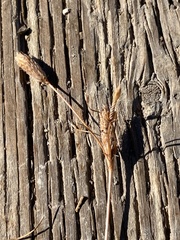 Schoenoplectus acutus