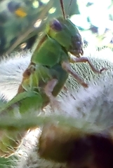 Hesperotettix viridis