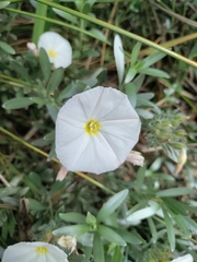 Convolvulus cneorum