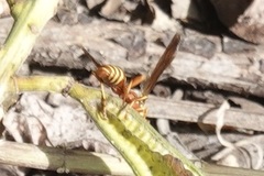 Polistes dorsalis