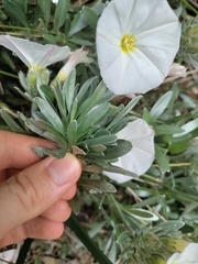 Convolvulus cneorum