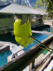 Hymenophyllum nephrophyllum